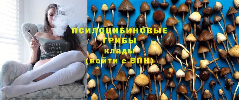 Галлюциногенные грибы Cubensis  дарк нет состав  Михайловск 